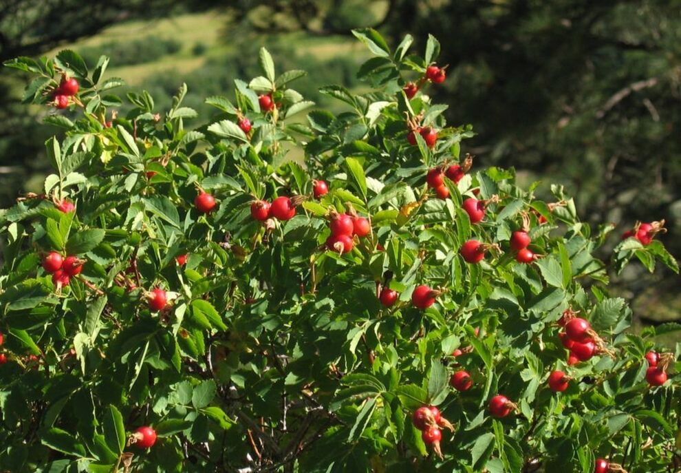 گل رز برای بزرگ کردن آلت تناسلی
